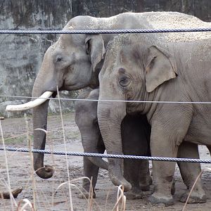 Asian Elephants, Sabu, Sunny and Frankie
