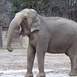 Asian Elephant, Phoebe