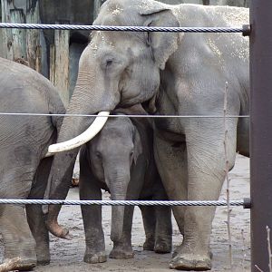 Asian Elephants, Sabu and Frankie