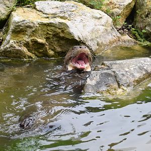 Giant Otter