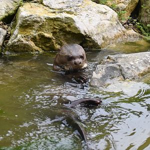 Giant Otter