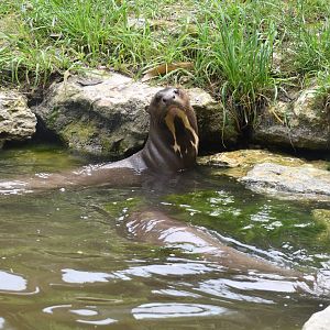 Giant Otter