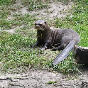 Giant Otter