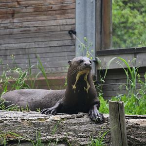 Giant Otter