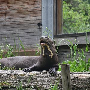Giant Otter