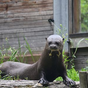 Giant Otter