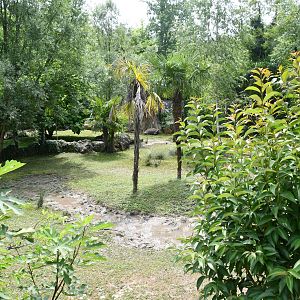 outdoor Aldabra Tortoise exhibit