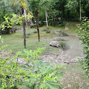 outdoor Aldabra Tortoise exhibit
