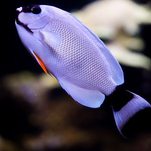 Masked Angelfish (Female)