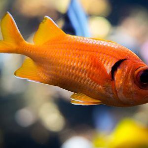 Yellowfin Soldierfish