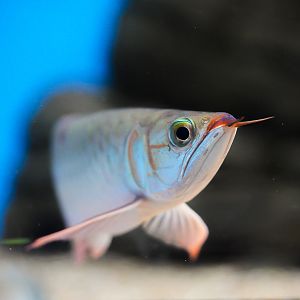 Red Asian Arowana