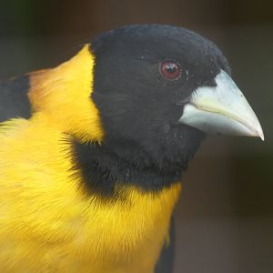 Collared Grosbeak - Chester Zoo - 25.06.24