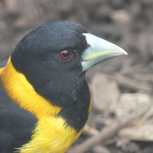 Collared Grosbeak - Chester Zoo - 25.06.24
