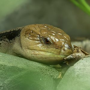 Common blue-tongued skink : Colchester Zoo : 21 Jun 2024