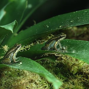 Trinidad poison frog : Colchester Zoo : 21 Jun 2024