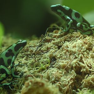Green and black poison dart frog : Colchester Zoo : 21 Jun 2024