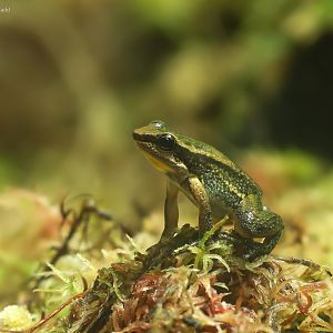 Trinidad poison frog : Colchester Zoo : 21 Jun 2024