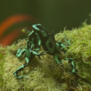 Green and black poison dart frog : Colchester Zoo : 21 Jun 2024
