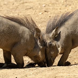 Common warthog : Colchester Zoo : 21 Jun 2024