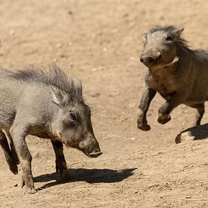 Common warthog : Colchester Zoo : 21 Jun 2024