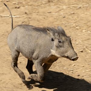 Common warthog : Colchester Zoo : 21 Jun 2024