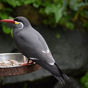 Inca tern