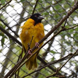 Village weaver