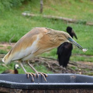 Squacco heron