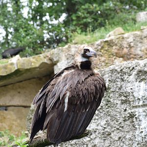 Cinereous vulture