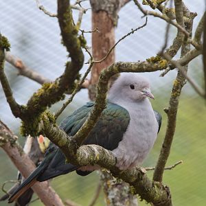 Island imperial pigeon
