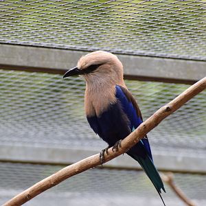 Blue-bellied roller
