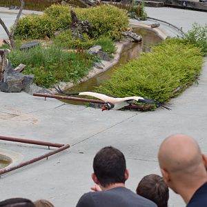 King vulture - bird show