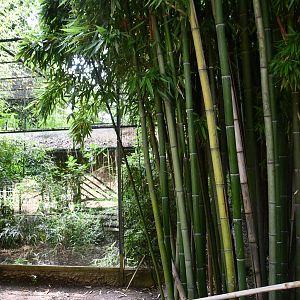 Rufous Hornbill exhibit