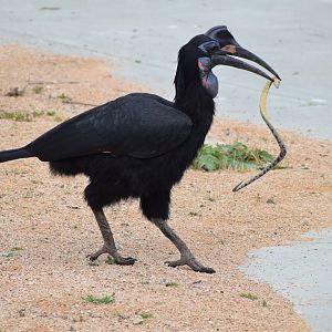 Abyssinian ground hornbill - bird show