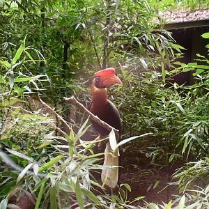 Rufous Hornbill
