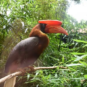 Rufous Hornbill