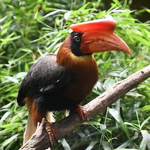 Rufous Hornbill