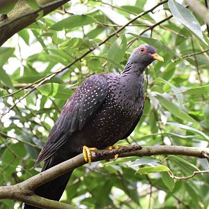 African olive-pigeon