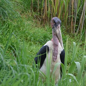 Marabu stork