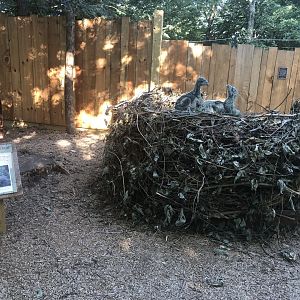 bald eagle nest with chicks - photo op