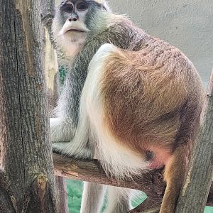 Rosamond Gifford Zoo - Patas Monkey