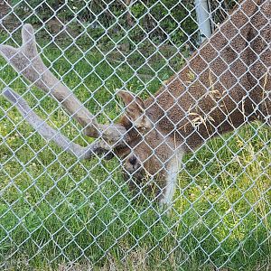 Rosamond Gifford Zoo - Thorold's Deer
