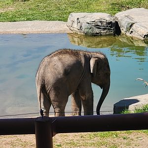 Rosamond Gifford Zoo - Baby elephant