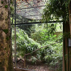 Rufous Hornbill exhibit