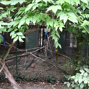 one of a row of Parrot cages (semi-off show?) next to the cafeteria