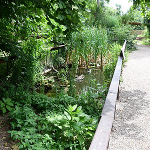 European Pond Turtle exhibit (start of "European Trail")