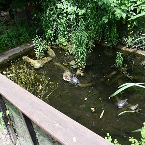 European Pond Turtle exhibit