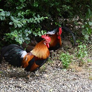 free-ranging Red Junglefowl