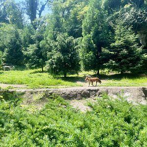 Dhole Exhibit
