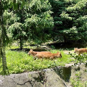Dholes